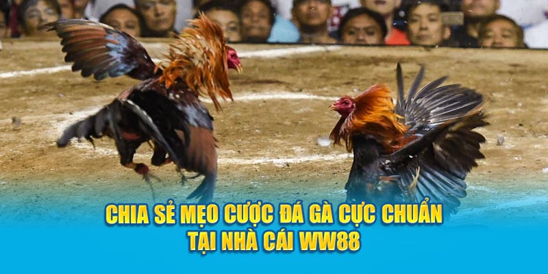 chia-se-meo-cuoc-da-ga-cuc-chuan-tai-nha-cai-Kubet