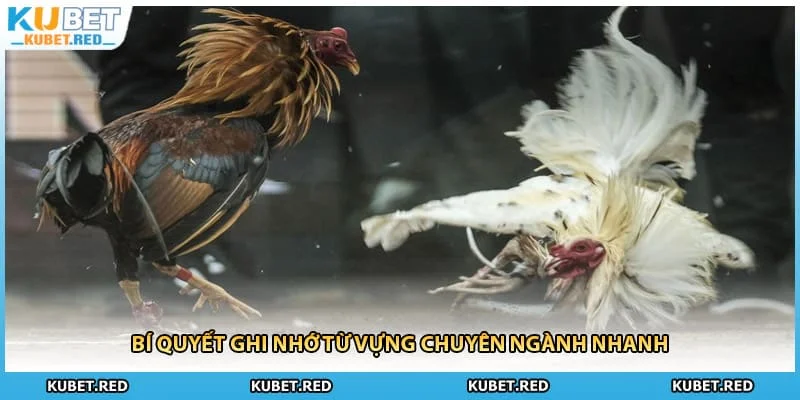 Bí quyết ghi nhớ từ vựng chuyên ngành nhanh