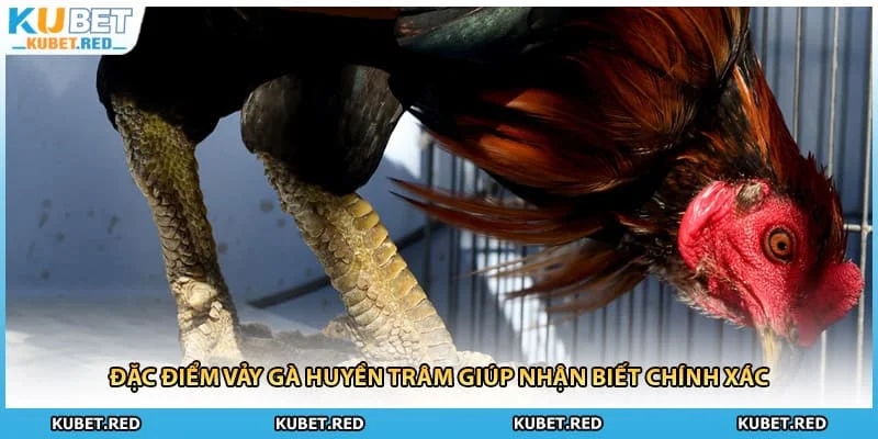 Đặc điểm vảy gà Huyền Trâm giúp nhận biết chính xác