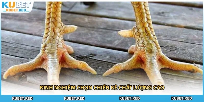 Kinh nghiệm chọn chiến kê chất lượng cao